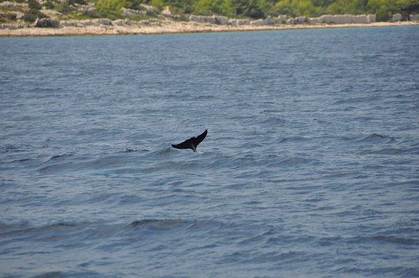 DSC_0294.JPG