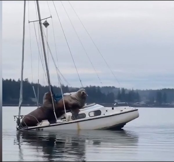 Sjölejon.jpg